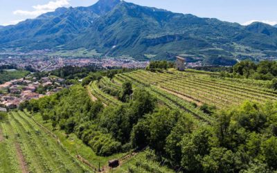 Cantina Sociale di Trento - Movimento Turismo del Vino Trentino Alto Adige